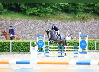 Caballo de deporte alemán, Caballo castrado, 6 años, 172 cm, Tordo