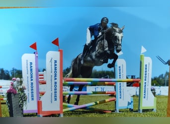 Caballo de deporte alemán, Caballo castrado, 6 años, 172 cm, Tordo