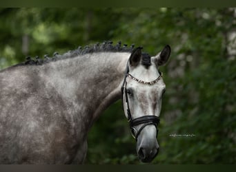 Caballo de deporte alemán, Caballo castrado, 6 años, 172 cm, Tordo