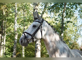 Caballo de deporte alemán, Caballo castrado, 6 años, 172 cm, Tordo