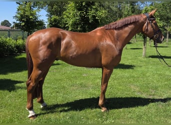 Caballo de deporte alemán, Caballo castrado, 6 años, 173 cm, Alazán