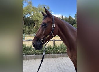 Caballo de deporte alemán, Caballo castrado, 6 años, 173 cm, Castaño