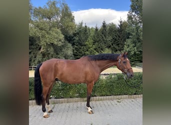 Caballo de deporte alemán, Caballo castrado, 6 años, 173 cm, Castaño