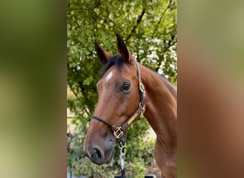 Caballo de deporte alemán, Caballo castrado, 6 años, 173 cm, Castaño