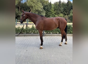 Caballo de deporte alemán, Caballo castrado, 6 años, 173 cm, Castaño