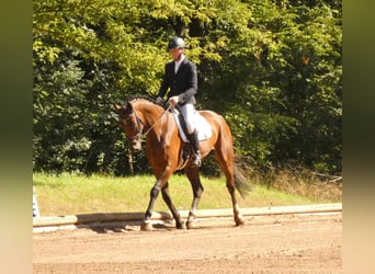 Caballo de deporte alemán, Caballo castrado, 6 años, 173 cm, Castaño oscuro
