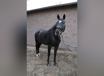Caballo de deporte alemán, Caballo castrado, 6 años, 173 cm, Morcillo