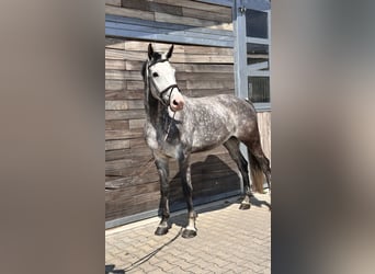 Caballo de deporte alemán, Caballo castrado, 6 años, 173 cm, Tordo