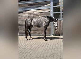 Caballo de deporte alemán, Caballo castrado, 6 años, 173 cm, Tordo
