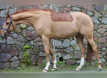 Caballo de deporte alemán, Caballo castrado, 6 años, 174 cm, Alazán