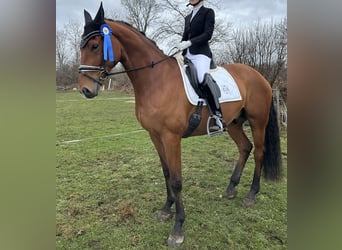 Caballo de deporte alemán, Caballo castrado, 6 años, 174 cm, Castaño