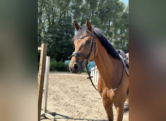 Caballo de deporte alemán, Caballo castrado, 6 años, 174 cm, Castaño