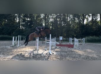 Caballo de deporte alemán, Caballo castrado, 6 años, 174 cm, Castaño