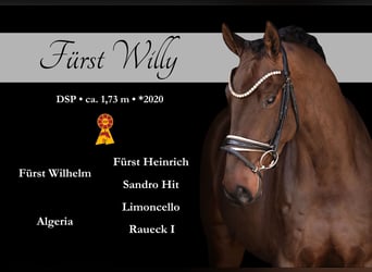 Caballo de deporte alemán, Caballo castrado, 6 años, 174 cm, Castaño oscuro