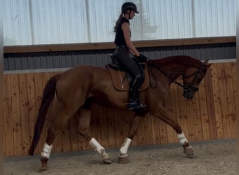 Caballo de deporte alemán, Caballo castrado, 6 años, 175 cm, Alazán