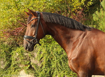 Caballo de deporte alemán, Caballo castrado, 6 años, 175 cm, Alazán-tostado