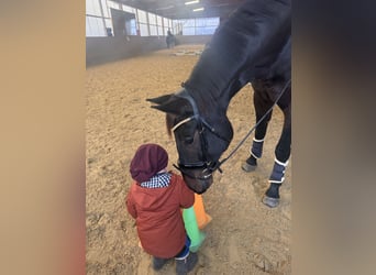 Caballo de deporte alemán, Caballo castrado, 6 años, 175 cm, Castaño oscuro