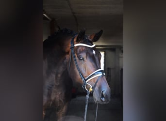 Caballo de deporte alemán, Caballo castrado, 6 años, 175 cm, Morcillo