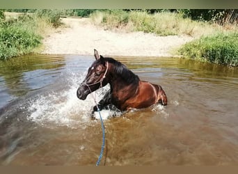 Caballo de deporte alemán, Caballo castrado, 6 años, 175 cm, Negro