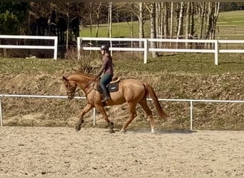Caballo de deporte alemán, Caballo castrado, 6 años, 176 cm, Alazán