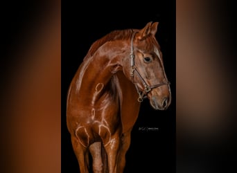 Caballo de deporte alemán, Caballo castrado, 6 años, 176 cm, Alazán-tostado