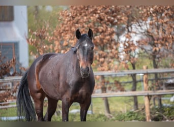 Caballo de deporte alemán, Caballo castrado, 6 años, 176 cm, Castaño