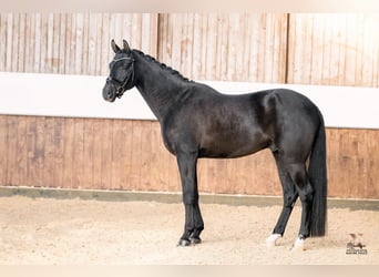 Caballo de deporte alemán, Caballo castrado, 6 años, 177 cm, Negro