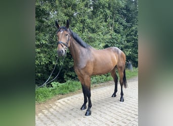 Caballo de deporte alemán, Caballo castrado, 6 años, 180 cm, Castaño