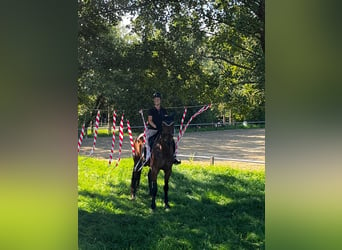 Caballo de deporte alemán, Caballo castrado, 6 años, 180 cm, Castaño