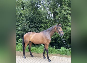 Caballo de deporte alemán, Caballo castrado, 6 años, 180 cm, Castaño