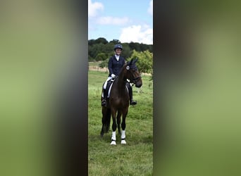 Caballo de deporte alemán, Caballo castrado, 6 años, 180 cm, Castaño