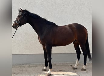 Caballo de deporte alemán, Caballo castrado, 6 años, 180 cm, Castaño