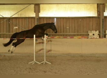 Caballo de deporte alemán, Caballo castrado, 6 años, 180 cm, Negro