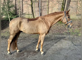 Caballo de deporte alemán, Caballo castrado, 6 años, 182 cm