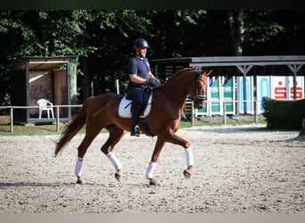 Caballo de deporte alemán, Caballo castrado, 6 años, 182 cm