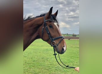 Caballo de deporte alemán, Caballo castrado, 6 años, 182 cm, Castaño