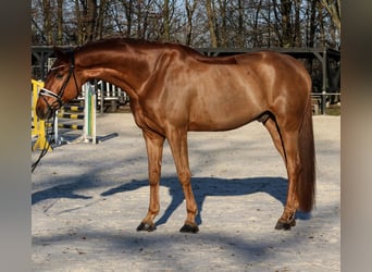Caballo de deporte alemán, Caballo castrado, 6 años, 183 cm, Alazán