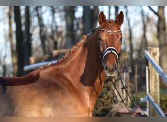 Caballo de deporte alemán, Caballo castrado, 6 años, 183 cm, Alazán