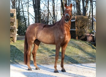 Caballo de deporte alemán, Caballo castrado, 6 años, 183 cm, Alazán
