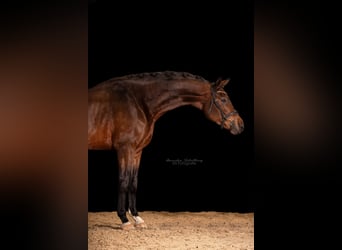 Caballo de deporte alemán, Caballo castrado, 6 años, 184 cm, Castaño