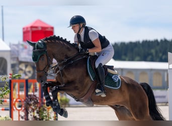 Caballo de deporte alemán, Caballo castrado, 6 años, Castaño