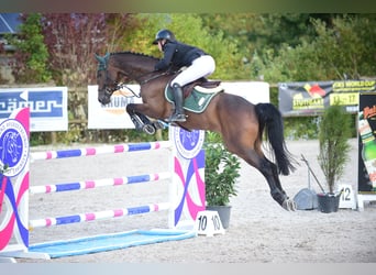 Caballo de deporte alemán, Caballo castrado, 6 años, Castaño