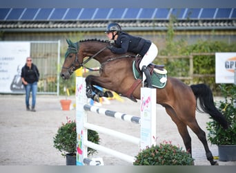 Caballo de deporte alemán, Caballo castrado, 6 años, Castaño