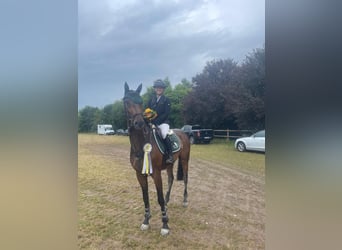 Caballo de deporte alemán, Caballo castrado, 6 años, Castaño