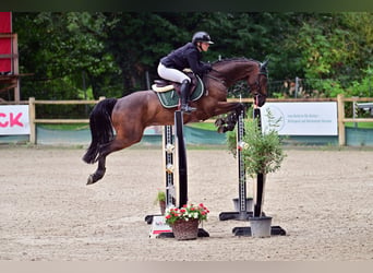 Caballo de deporte alemán, Caballo castrado, 6 años, Castaño