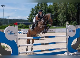 Caballo de deporte alemán, Caballo castrado, 6 años, Castaño