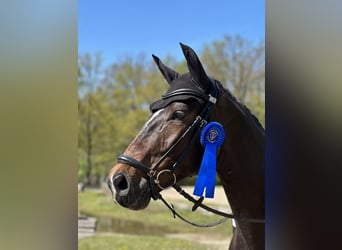 Caballo de deporte alemán, Caballo castrado, 6 años, Castaño oscuro