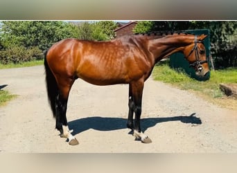 Caballo de deporte alemán, Caballo castrado, 6 años, Castaño rojizo