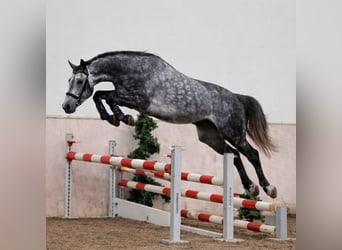 Caballo de deporte alemán Mestizo, Caballo castrado, 7 años, 148 cm, Tordo rodado