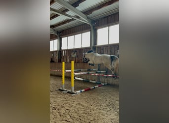 Caballo de deporte alemán, Caballo castrado, 7 años, 158 cm, Tordo picazo
